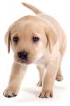 Cucciolo di labrador