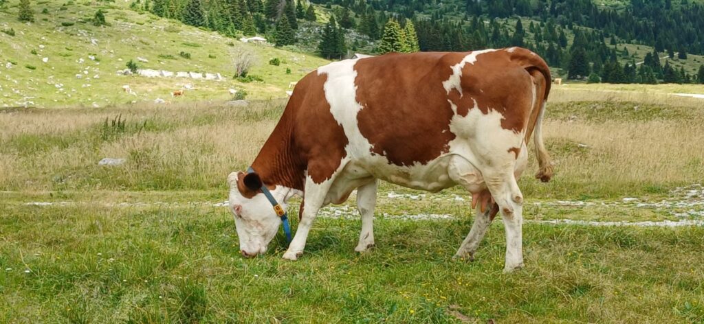 Mucca pezzata al pascolo sui prati dell'Altopiano del Montasio